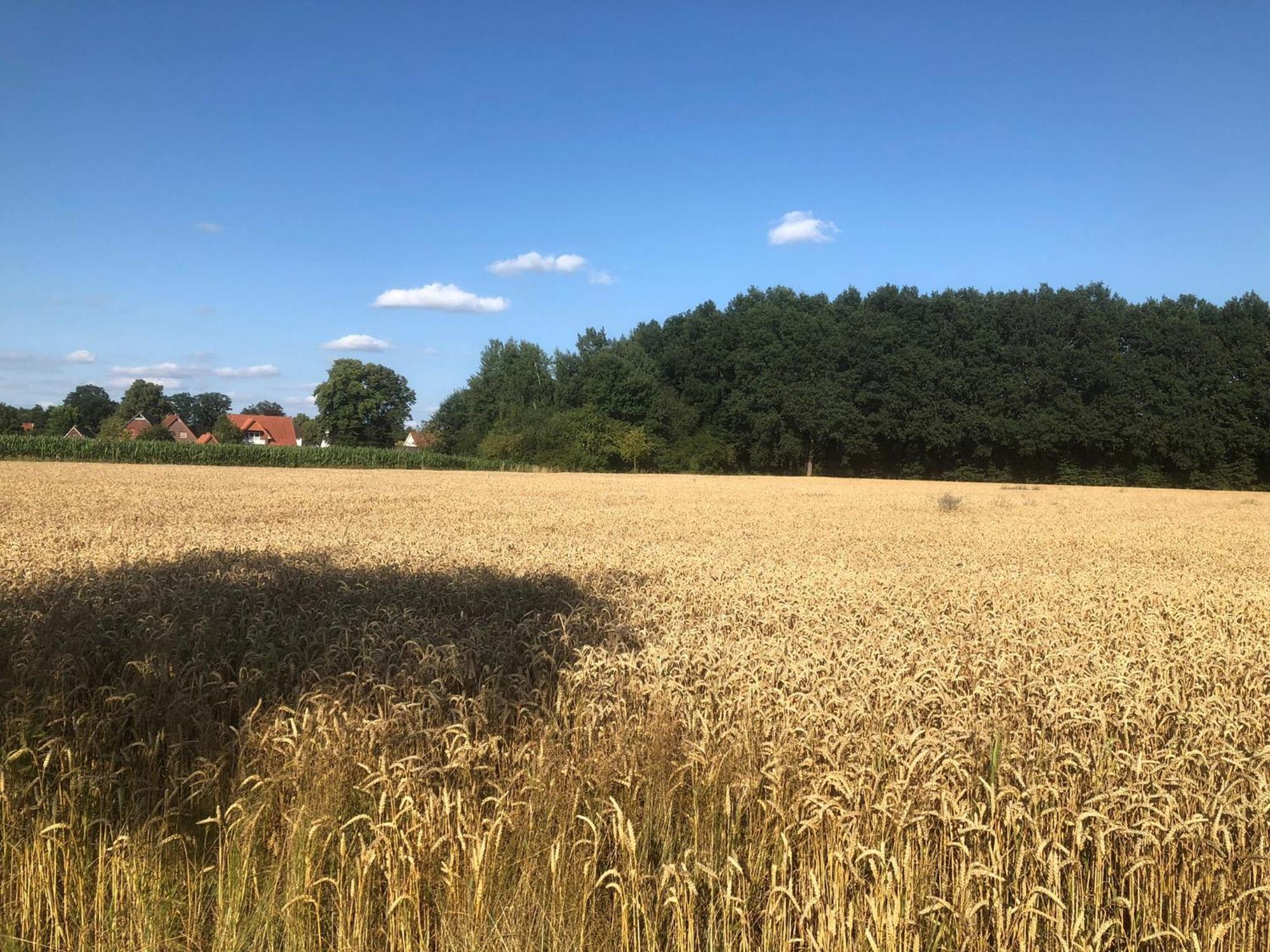 HopstenAuszeit Im Gruenen公寓 外观 照片